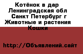 Котёнок в дар! - Ленинградская обл., Санкт-Петербург г. Животные и растения » Кошки   